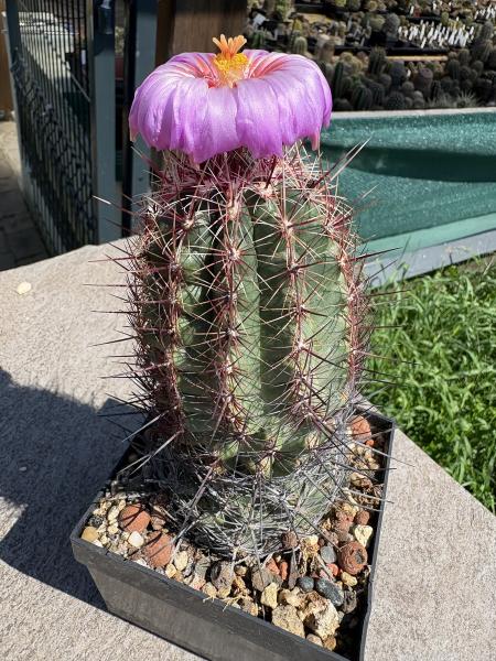 Thelocactus bicolor
